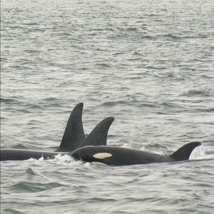 Meet your Posher, Rayne